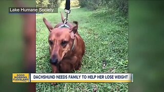 Dachshund named 'Lula Bell' at Lake Humane Society looking for a healthy new home