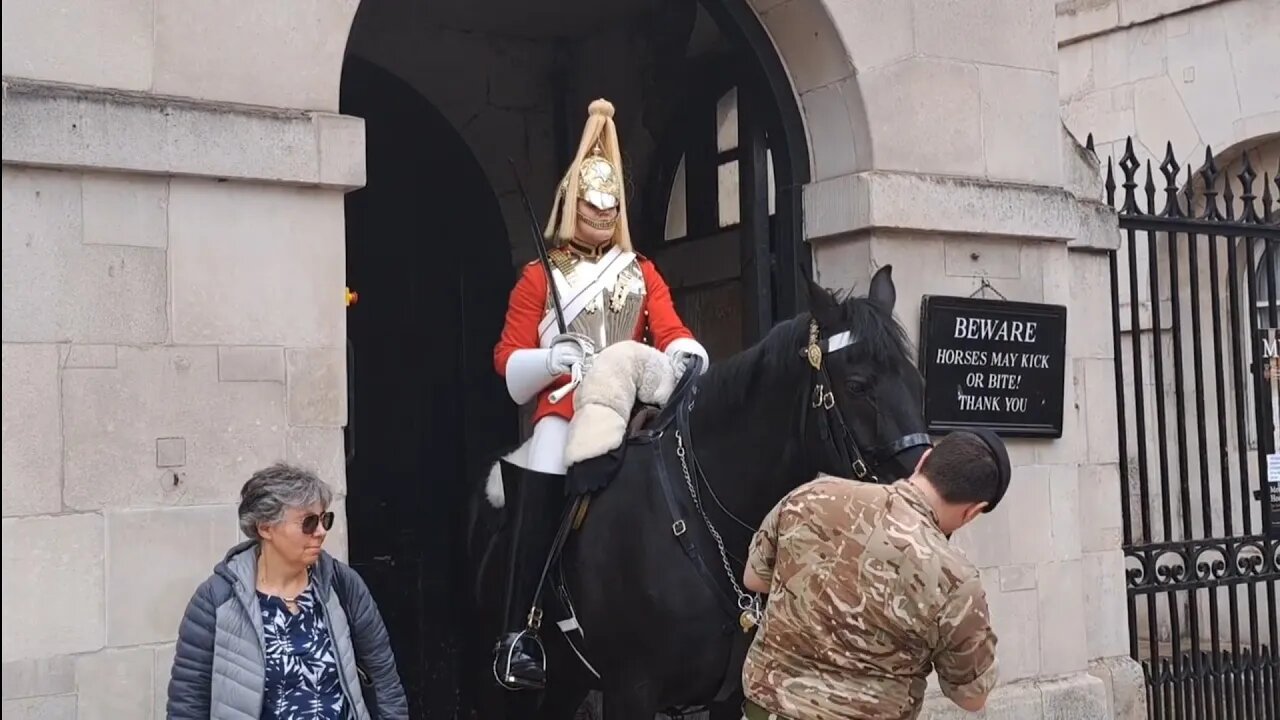 Soldier cleans the horse's nose after bleeding from a scratch #horseguardsparade
