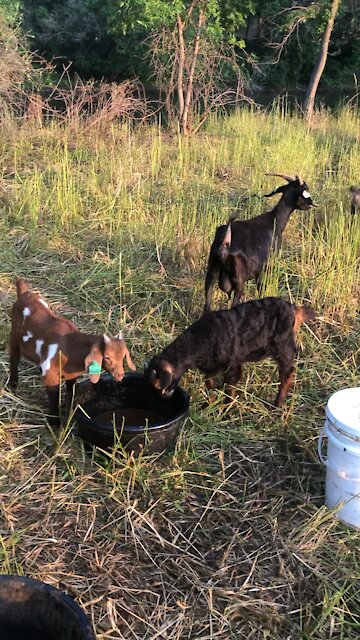 Goats so good they’re baaaad!