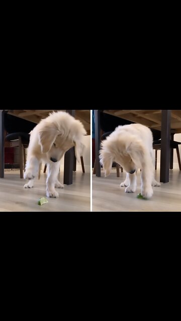 Puppy's Precious First Encounter With A Slice Of Lime