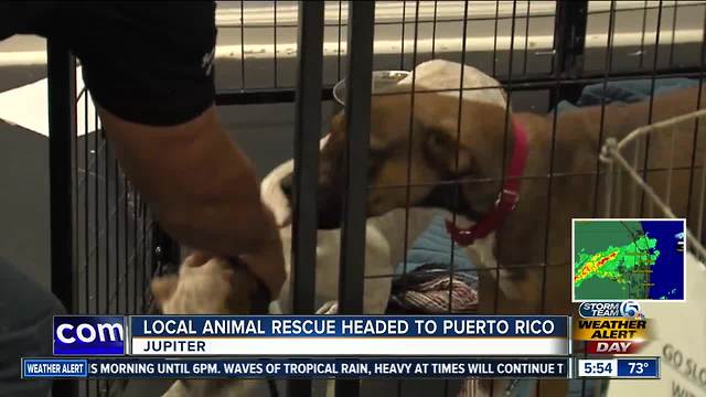 Jupiter animal rescue group headed to Puerto Rico to help pets