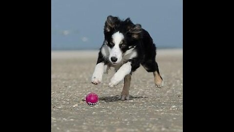 Dog playing on the beach sand (2021)