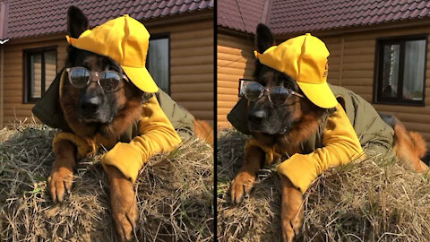 This dog is very fashionable in his city