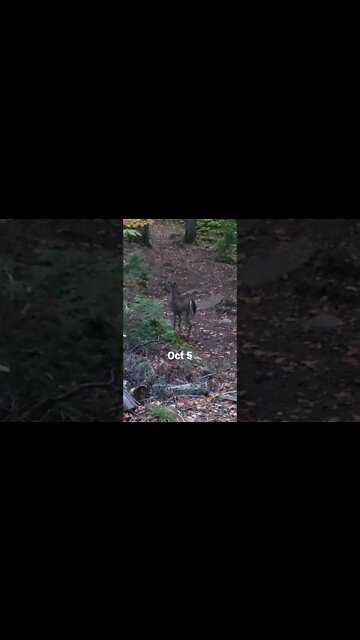 #cerf #mountains #wildlife #ytshortsvideo #shorts