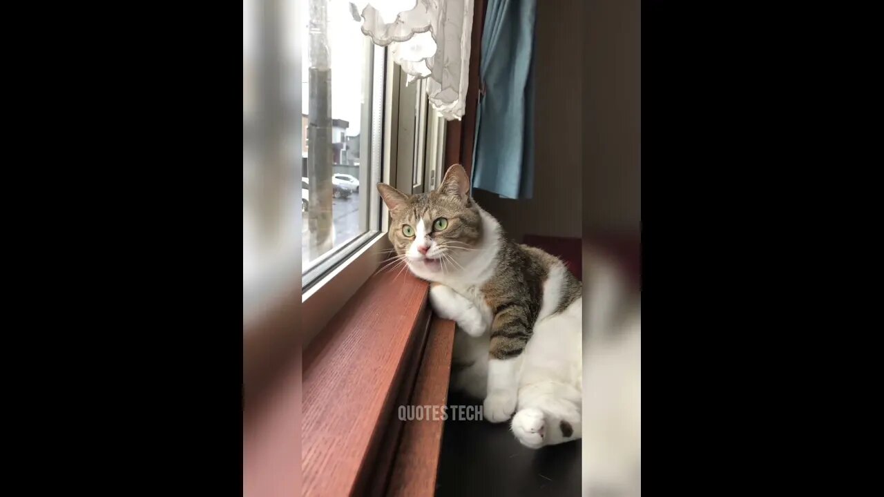 Cat Meowing #shorts #cat #quotestech