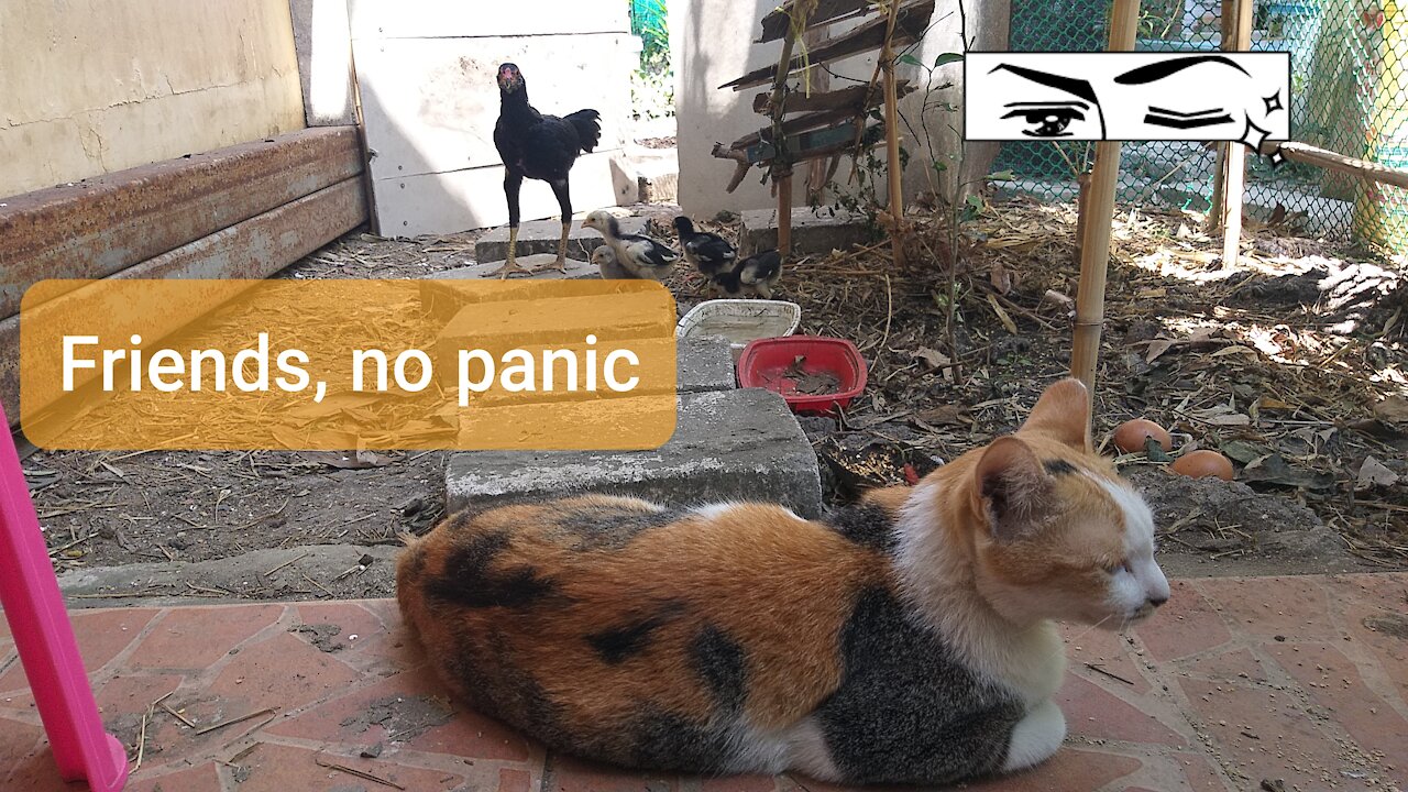 Chicken big sister sound the alarm for danger cat