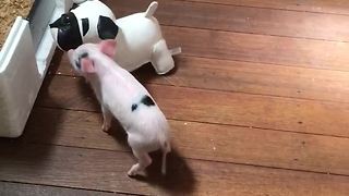 Piglet plays with her "bulldog" friend