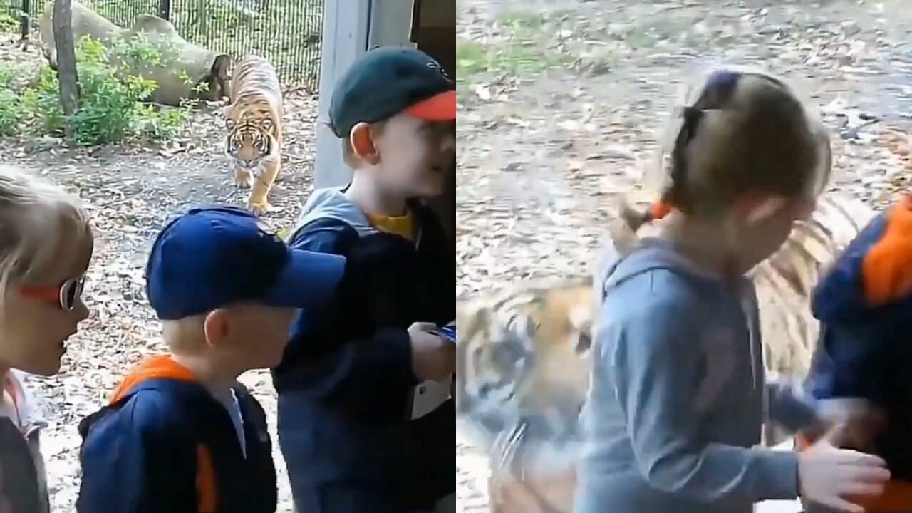 Tiger attacks children who were dancing in the park