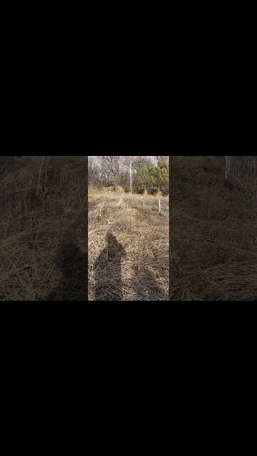 Getting the sheep on more pasture!