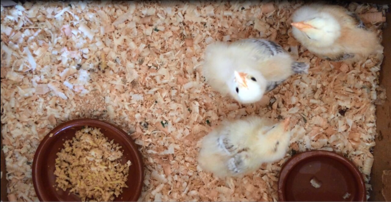 Chicks without hatching or hens