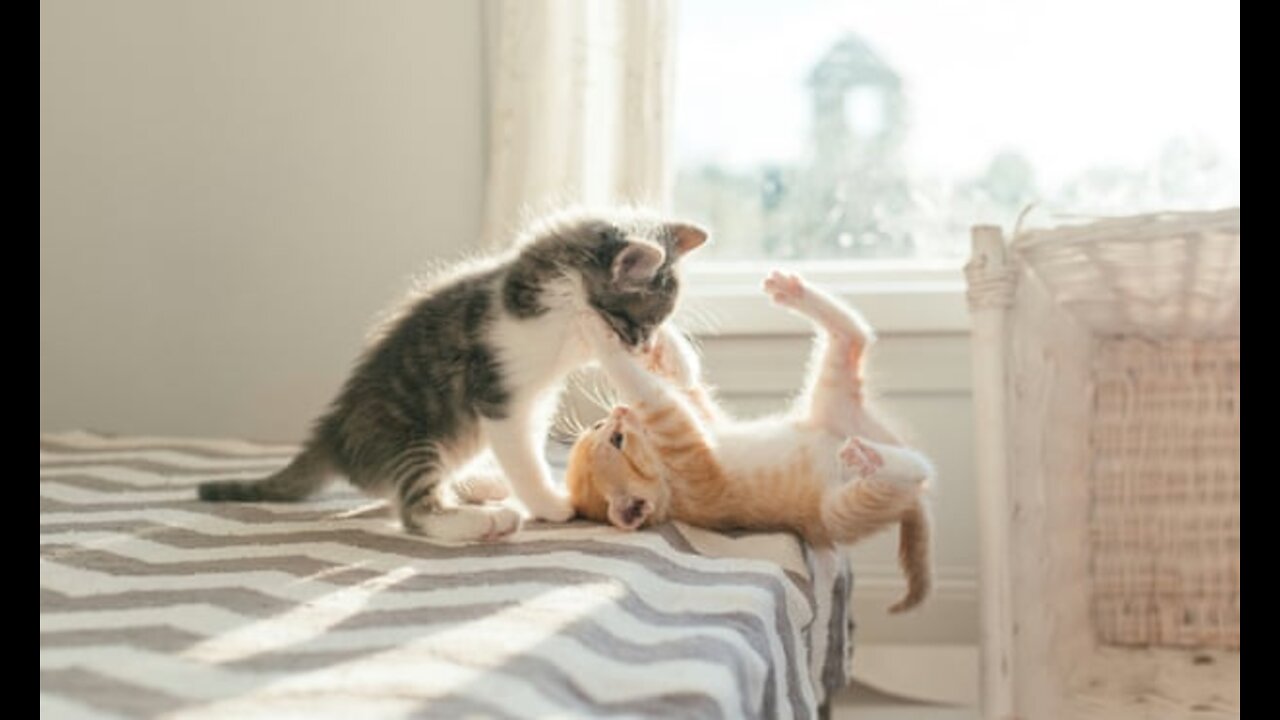 Funny and Cute Cat's Life! You'll laught till you cry