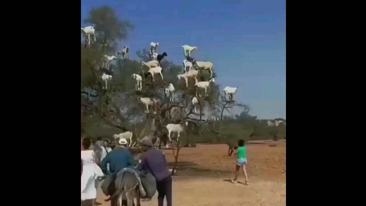 These goats do not keep falling on the ground🤣🤣 trending video