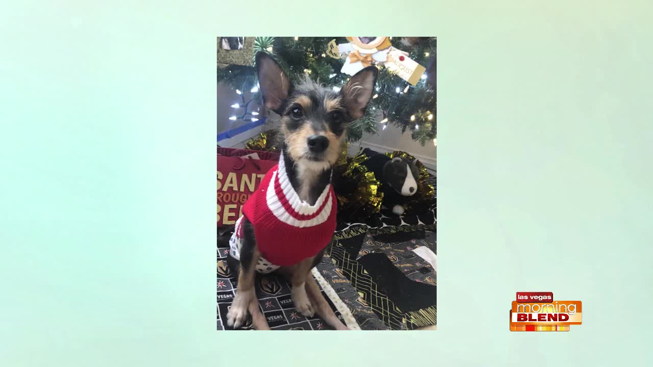 Pick of the Litter: Meet Splinter