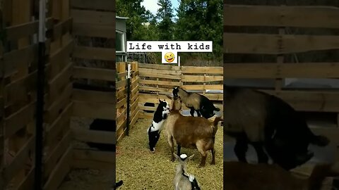 #goats #babygoat #farmanimals #cuteanimals #babyanimals #homesteading #farmlife #homesteadlife #farm