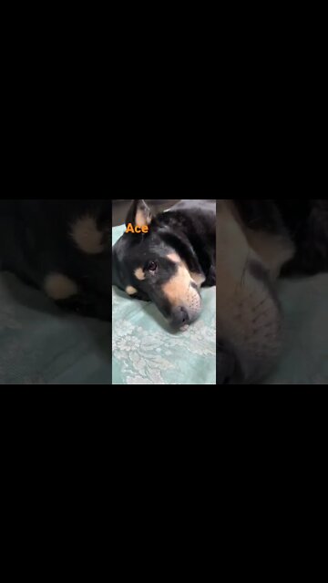 [Shorts 0090] ACE [#dogs #doggos #doggies #puppies #dogdaycare]