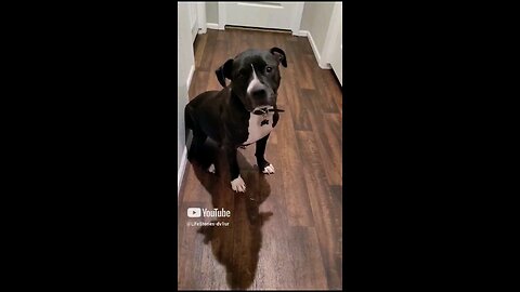 Incredible 🐶 does push-ups! 😮 #dog #doglover #dogshorts #dogvideo #shorts #staffy