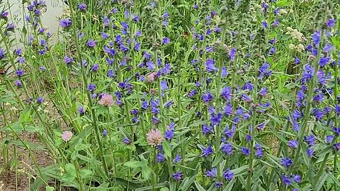 Busy Bees in My Yard