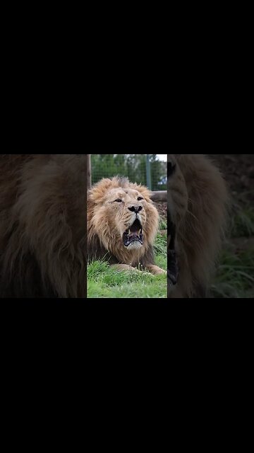 The sound of our Lion #shorts