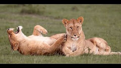 Funny animals - Funny cats and dogs - Funny animal videos 2024