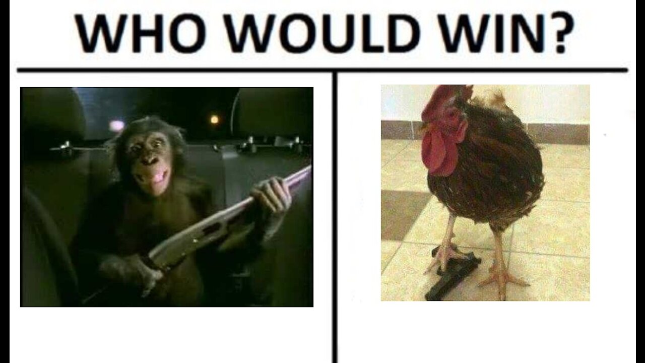 Little Monkey vs Bastard Rooster - Epic Battle