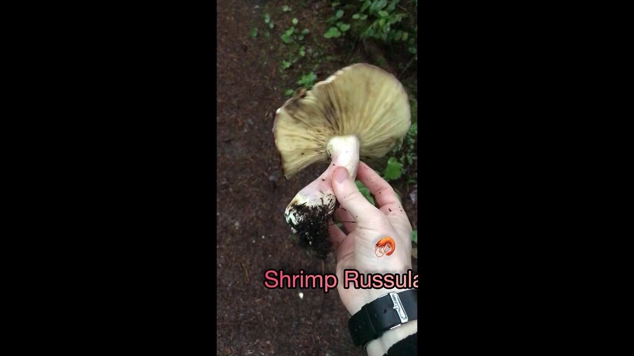 Shrimp Russula