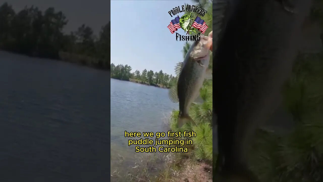 Casting in the Southern Sun 🌞🎣 #bassfishing #largemouthbassfishing