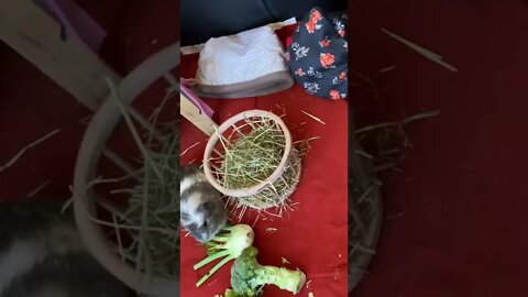 Veggies with Brydan