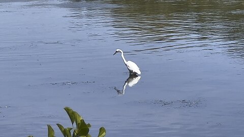 White Egret nice reflection