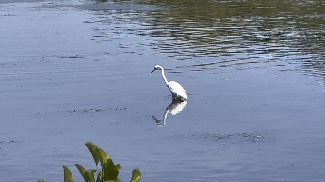 White Egret nice reflection