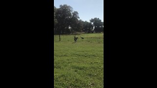 Sandhill Cranes at Pruitt trailhead