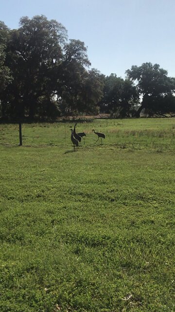 Sandhill Cranes at Pruitt trailhead