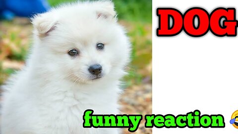 Dog 🐕 funny reaction