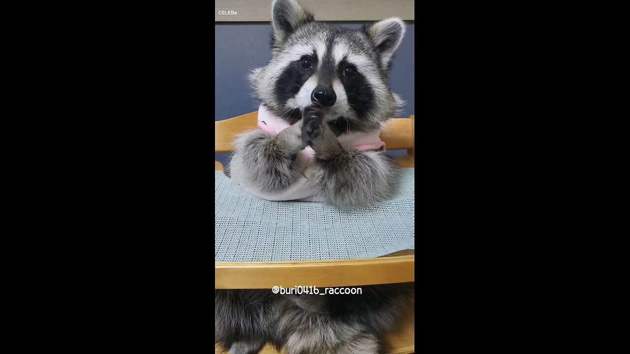 raccoon eating food