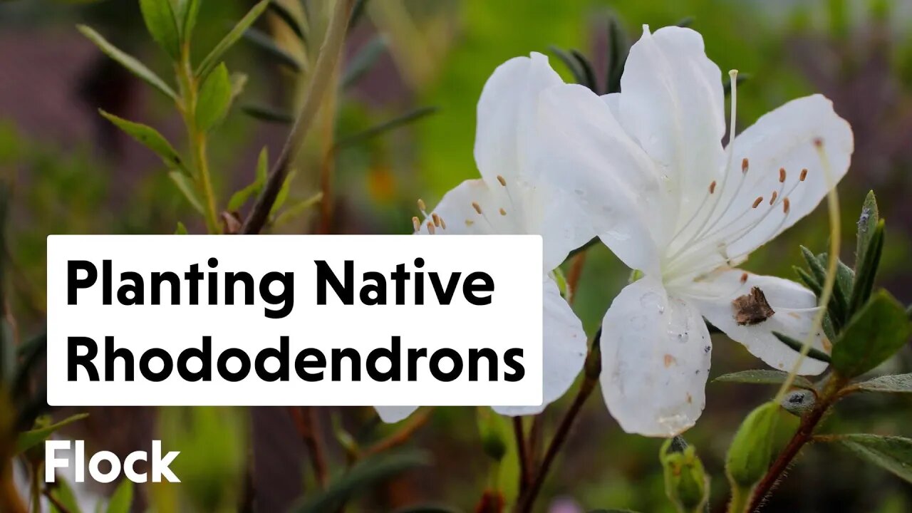 Planting NATIVE RHODODENDRONS — Ep. 170