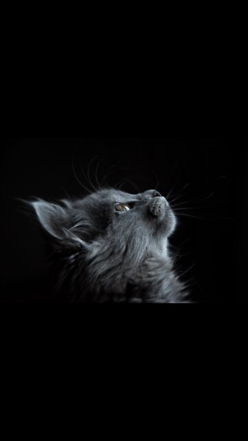 Cat Takes A Big Scare Because Of Its Owner - Tiktok Cats. (Funny Animals #299)