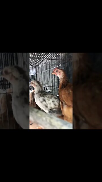 6 week old chicks 🐥 arrive and here’s a rooster!