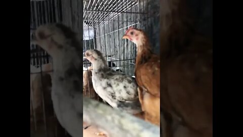 6 week old chicks 🐥 arrive and here’s a rooster!