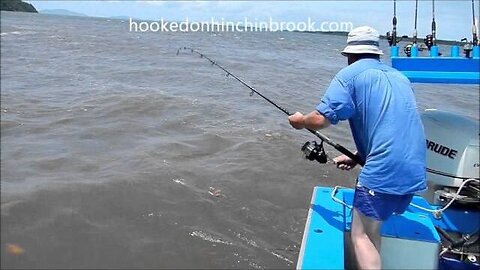 122cm Hinchinbrook barra