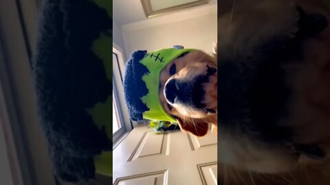 Dog reacting to the sound v1 #ytshorts #shortsfeed #shortsvideo #ytshorts #dog #doglover