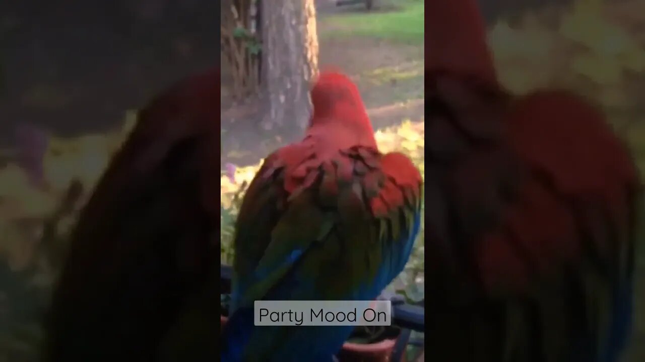 When your Macaw in Party Mood l #shorts l #macaw l @BikisAviary