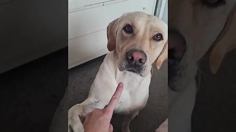 Touching dog nose #pet #viral