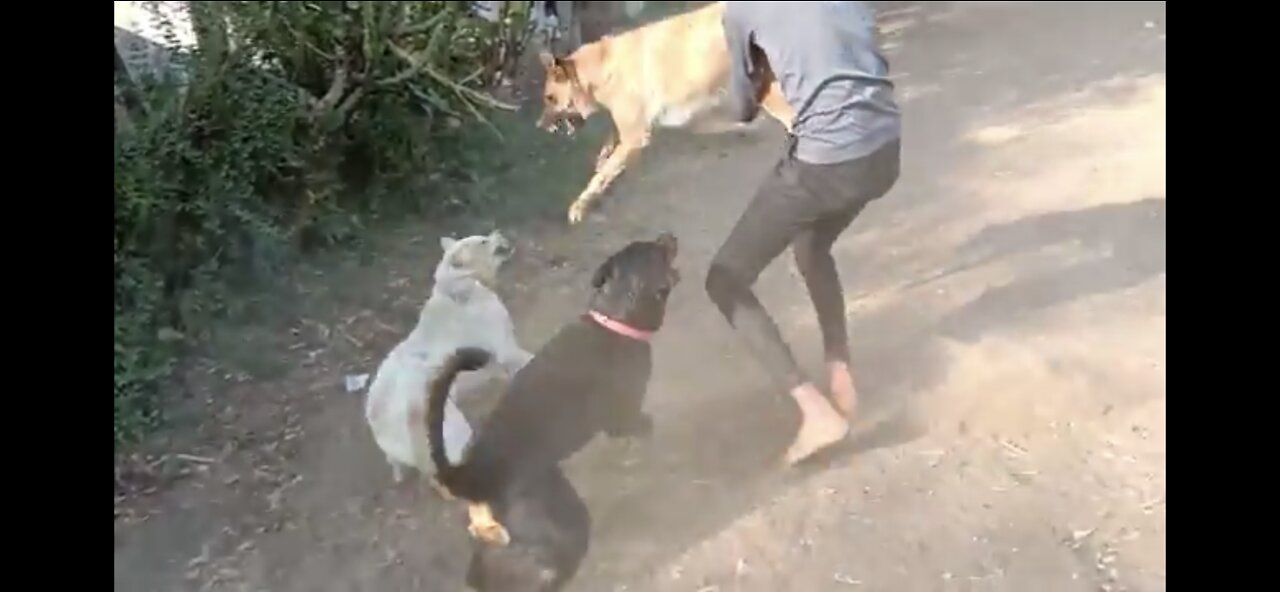 dog fight (Rottweiler, lebra, German shepherd ) funny video