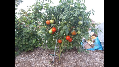 Hossinator Tomato Harvest 7/22/24