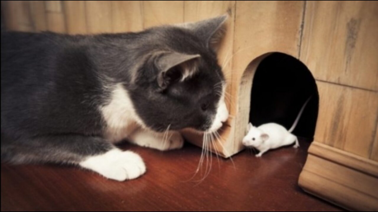 A cat hunts a mouse.