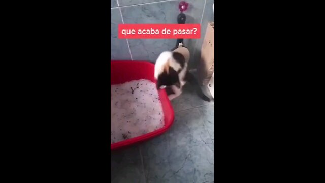 Cat are Fun