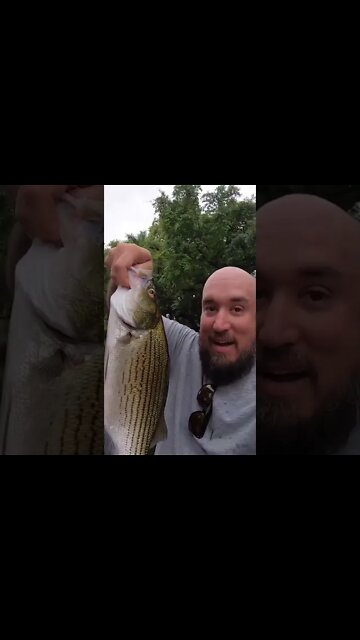 Striper caught in the Orange River in Florida!