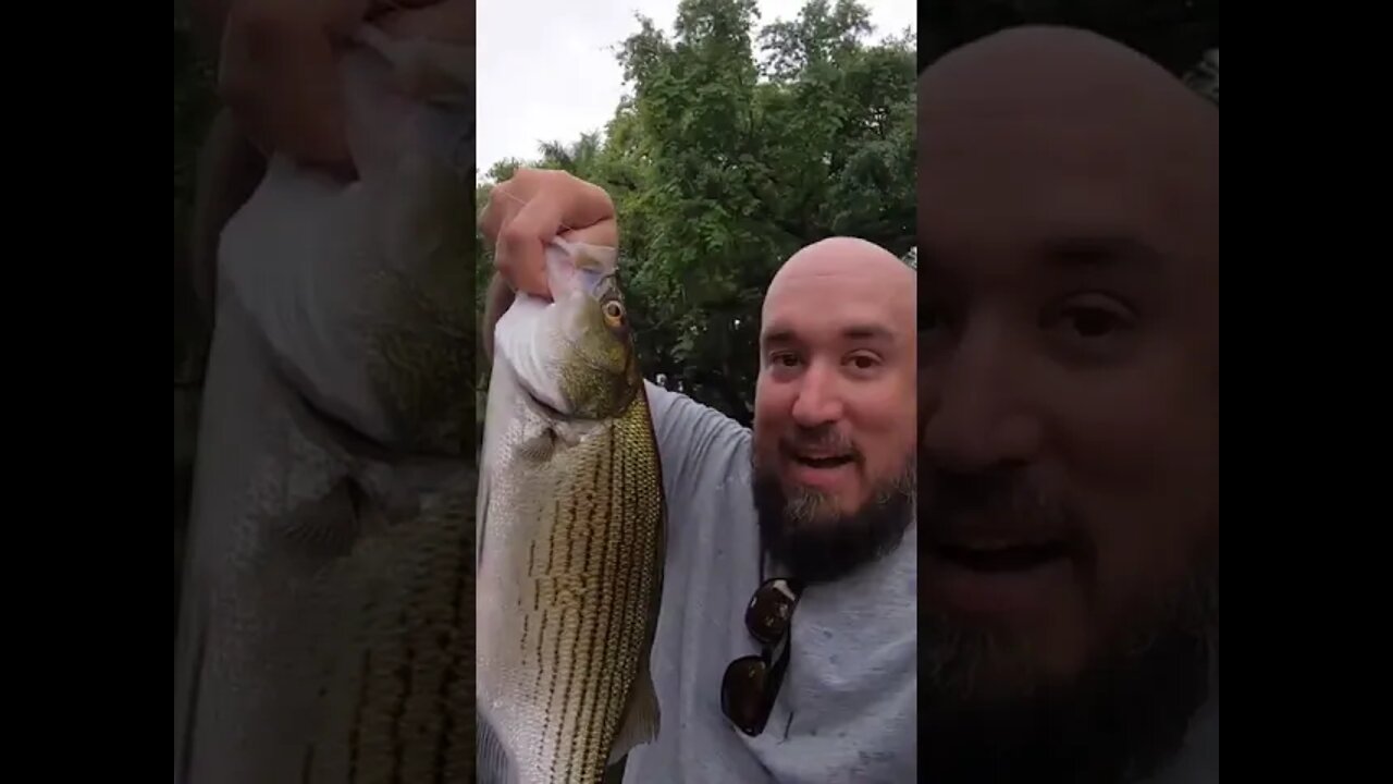 Striper caught in the Orange River in Florida!