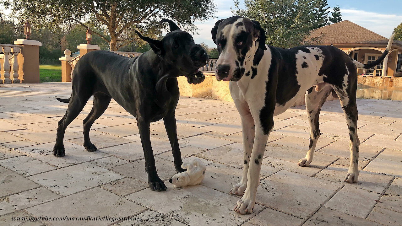 Selfish Great Dane refuses to share her toy