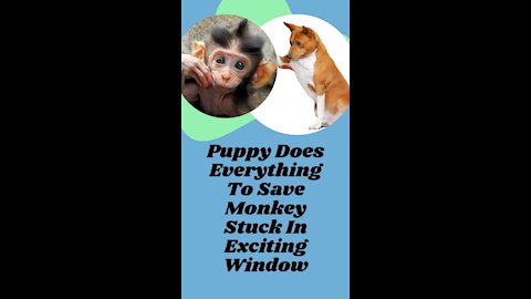 Puppy Does Everything To Save Monkey Stuck In Exciting Window