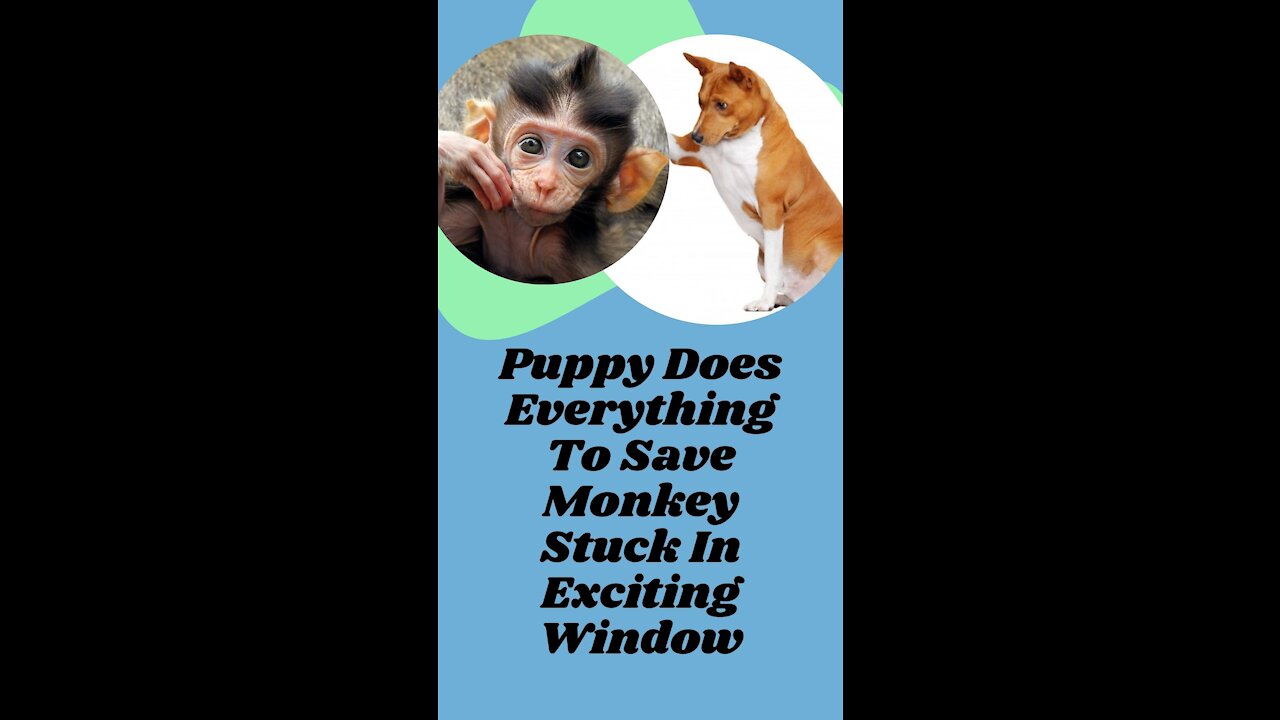 Puppy Does Everything To Save Monkey Stuck In Exciting Window